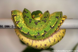 Morelia viridis, Sorong, Grüner Baumpython, Chondropython viridis, Festland Typus