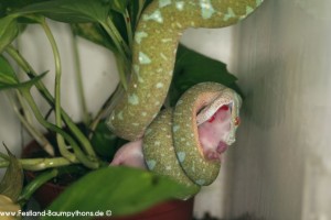 Morelia viridis, Sorong, Grüner Baumpython, Chondropython viridis, Festland Typus