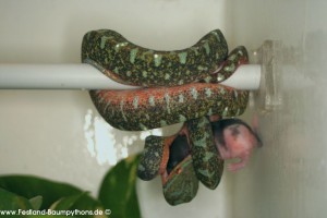 Schlupf, Morelia viridis, azurea, Sorong, utaraensis, Grüner Baumpython, Chondropython viridis, Festland Baumpythons, Typus, Michèl Kroneis