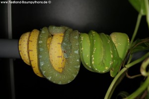 Morelia viridis, Sorong, Grüner Baumpython, Chondropython viridis, Festland Typus