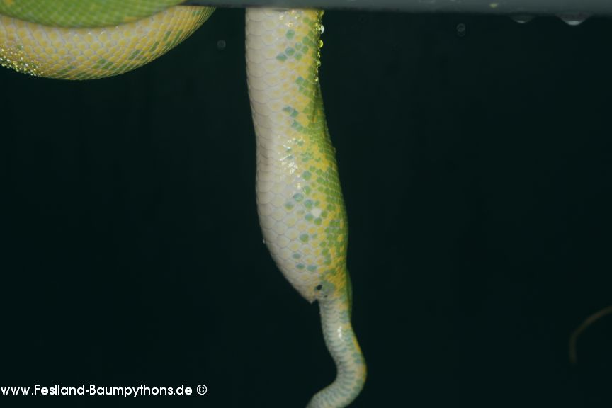 Durchfall und Kotstau bei Morelia viridis/azurea pulcher/utaraensis
