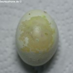 Gelege, Eier,Zucht, Morelia viridis, Grüner Baumpython, Chondropython, 
