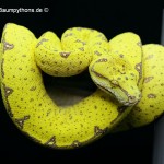 Jungtier, Morelia viridis, azurea, Sorong, utaraensis, Grüner Baumpython, Chondropython viridis, Festland Baumpythons, Typus, Michèl Kroneis