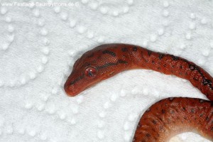Zucht, Morelia viridis, Grüner Baumpython, Chondropython,