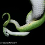 Paarung, Morelia viridis, azurea, Sorong, utaraensis, Grüner Baumpython, Chondropython viridis, Festland Baumpythons, Typus, Michèl Kroneis