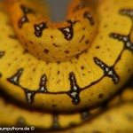 Morelia viridis, Festland Typus, Lokalität, Sorong, Grüner Baumpython, Chondropython