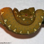 Morelia viridis, Festland Typus, Lokalität, Sorong, Grüner Baumpython, Chondropython