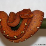Morelia viridis, Festland Typus, Lokalität, Sorong, Grüner Baumpython, Chondropython