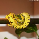 Morelia azurea pulcher, Festland Typus, Lokalität, Sorong, Grüner Baumpython, Chondropython