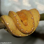 Morelia viridis, Festland Typus, Lokalität, Sorong, Grüner Baumpython, Chondropython