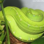 Morelia viridis, Festland Typus, Lokalität, Sorong, Grüner Baumpython, Chondropython