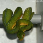 Morelia viridis, Festland Typus, Lokalität, Sorong, Grüner Baumpython, Chondropython