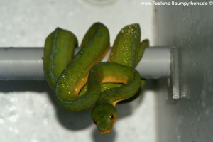 Morelia viridis, Festland Typus, Lokalität, Sorong, Grüner Baumpython, Chondropython