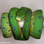 Morelia viridis, Festland Typus, Lokalität, Sorong, Grüner Baumpython, Chondropython