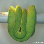 Morelia viridis, Festland Typus, Lokalität, Sorong, Grüner Baumpython, Chondropython
