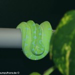 Morelia viridis, Festland Typus, Lokalität, Sorong, Grüner Baumpython, Chondropython