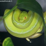 Morelia viridis, Festland Typus, Lokalität, Sorong, Grüner Baumpython, Chondropython