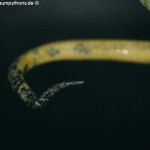 Morelia viridis, Festland Typus, Lokalität, Sorong, Grüner Baumpython, Chondropython