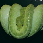 Morelia azurea pulcher, Festland Typus, Lokalität, Sorong, Grüner Baumpython, Chondropython