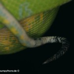 Morelia viridis, Festland Typus, Lokalität, Sorong, Grüner Baumpython, Chondropython