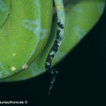 Morelia azurea pulcher, Festland Typus, Lokalität, Sorong, Grüner Baumpython, Chondropython