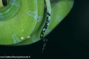 Morelia azurea pulcher, Festland Typus, Lokalität, Sorong, Grüner Baumpython, Chondropython