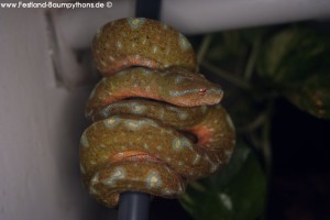 Morelia viridis, Festland Typus, Lokalität, Sorong, Grüner Baumpython, Chondropython