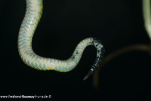 Morelia azurea Festland Typus, Lokalität, Sorong, Grüner Baumpython, Chondropython