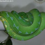 Morelia viridis, Sorong, Grüner Baumpython, Chondropython viridis, Festland Typus, female, weibchen