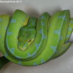 Morelia viridis, Sorong, Grüner Baumpython, Chondropython viridis, Festland Typus, male,