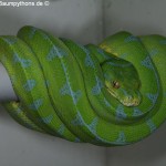 Morelia viridis, Sorong, Grüner Baumpython, Chondropython viridis, Festland Typus, female, weibchen