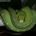 Morelia viridis, Sorong, Grüner Baumpython, Chondropython viridis, Festland Typus, male,