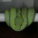 Morelia viridis, Sorong, Grüner Baumpython, Chondropython viridis, Festland Typus, male,