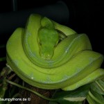 Morelia viridis, Sorong, Grüner Baumpython, Chondropython viridis, Festland Typus, female, weibchen