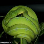 Morelia viridis, Sorong, Grüner Baumpython, Chondropython viridis, Festland Typus, female, weibchen