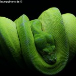 Morelia viridis, Sorong, Grüner Baumpython, Chondropython viridis, Festland Typus, female, weibchen