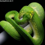 Morelia viridis, Sorong, Grüner Baumpython, Chondropython viridis, Festland Typus, female, weibchen
