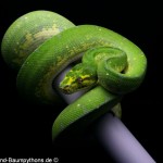 Morelia viridis, Sorong, Grüner Baumpython, Chondropython viridis, Festland Typus, female, weibchen