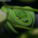Morelia viridis, Sorong, Grüner Baumpython, Chondropython viridis, Festland Typus, female, weibchen