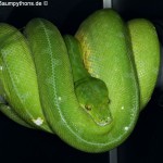 Morelia viridis, Sorong, Grüner Baumpython, Chondropython viridis, Festland Typus, female, weibchen