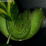 Morelia viridis, Sorong, Grüner Baumpython, Chondropython viridis, Festland Typus, female, weibchen