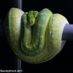 Morelia viridis, Sorong, Grüner Baumpython, Chondropython viridis, Festland Typus, female, weibchen