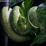 Morelia viridis, Sorong, Grüner Baumpython, Chondropython viridis, Festland Typus, female, weibchen