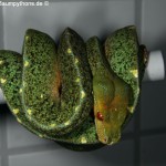 Morelia viridis, Sorong, Grüner Baumpython, Chondropython viridis, Festland Typus, male,