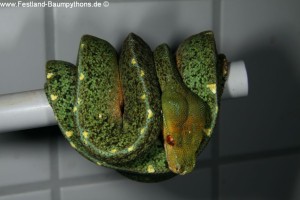 Morelia viridis, Sorong, Grüner Baumpython, Chondropython viridis, Festland Typus, male,