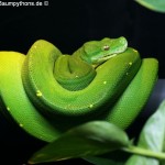 Morelia viridis, Sorong, Grüner Baumpython, Chondropython viridis, Festland Typus, male,