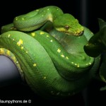 Morelia viridis, Sorong, Grüner Baumpython, Chondropython viridis, Festland Typus, female, weibchen