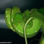 Morelia viridis, Sorong, Grüner Baumpython, Chondropython viridis, Festland Typus, female, weibchen