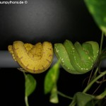 Morelia viridis, Festland Typus, Lokalität, Sorong, Grüner Baumpython, Chondropython