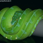 Morelia viridis, Sorong, Grüner Baumpython, Chondropython viridis, Festland Typus, male,